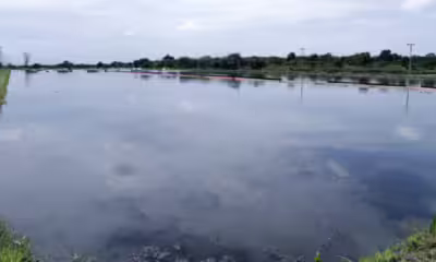 ibama-e-naturatins-renovam-acordo-para-integrar-cadastros-e-fortalecer-fiscalizacao-de-atividades-poluidoras-no-tocantins