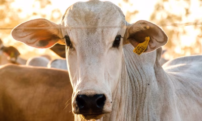 tocantins-avanca-na-criacao-de-sistema-que-vai-rastrear-todo-o-rebanho-bovino-ate-2032