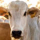 tocantins-avanca-na-criacao-de-sistema-que-vai-rastrear-todo-o-rebanho-bovino-ate-2032