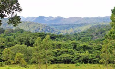 tocantins-reduz-desmatamento-no-cerrado-em-mais-de-36%-no-primeiro-trimestre-de-2025