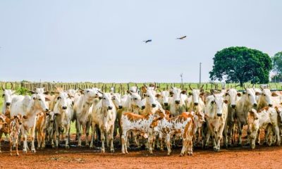 produtores-que-farao-leiloes-ou-abates-em-maio-devem-antecipar-declaracao-de-rebanhos-a-partir-desta-quarta,-23
