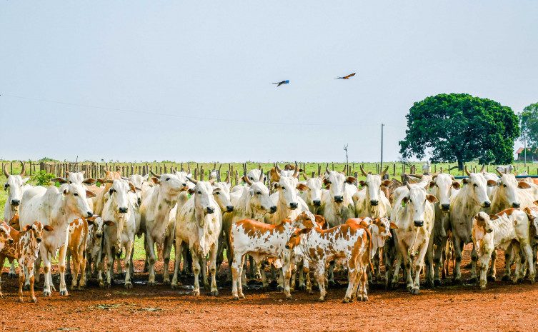 produtores-que-farao-leiloes-ou-abates-em-maio-devem-antecipar-declaracao-de-rebanhos-a-partir-desta-quarta,-23