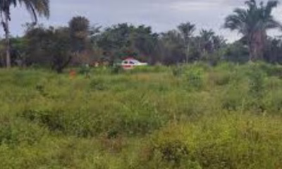 ataque-de-abelhas-deixa-idoso-morto-e-outras-duas-pessoas-feridas-em-povoado-no-norte-do-tocantins